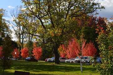 autumn in the park