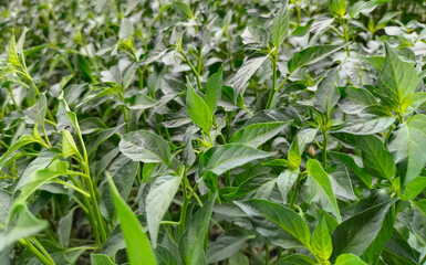 Selective focus. Bird's eye chilli seedlings grow next to each. Fresh.
