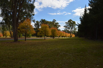 autumn landscape with trees