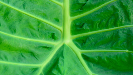 Macro texture bright green leaf tropical forest plant in natural light background.