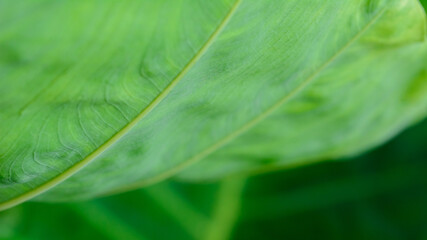 Macro texture bright green leaf tropical forest plant in natural light background.