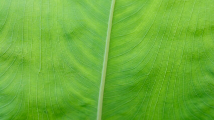 Macro texture bright green leaf tropical forest plant in natural light background.