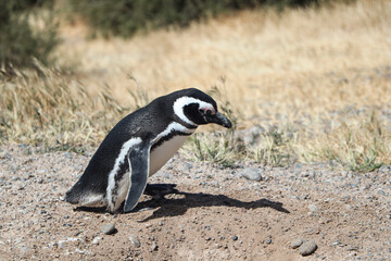 Pingüino caminando