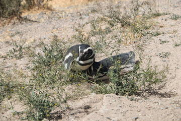 Pareja de pingüinos