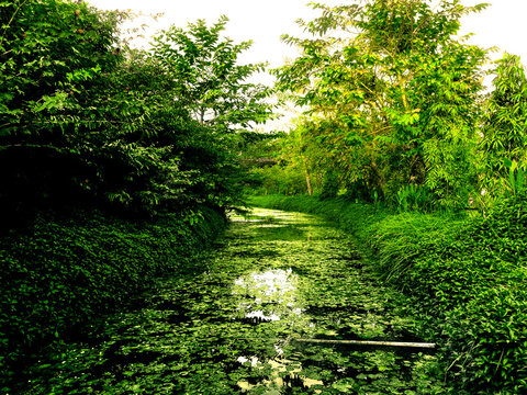 Narrow lake inside forest