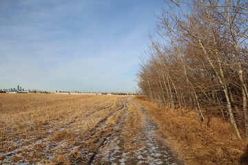 trees in the field