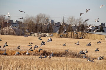 Fototapeta na wymiar Flock Over The Farmers Field, Pylypow Wetlands, Edmonton, Alberta