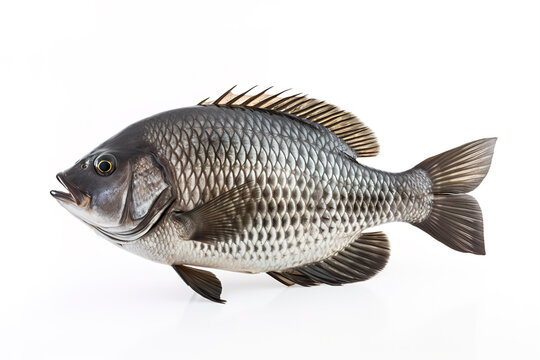 Image of a tilapia fish isolated on white background. Food. Underwater animals. Generative AI.