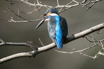 common kingfisher in a forest