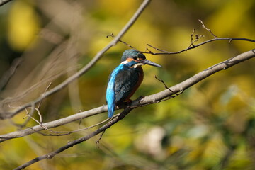 common kingfisher in a forest