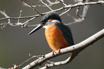 common kingfisher in a forest