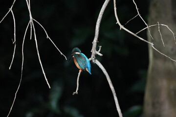 common kingfisher in a forest
