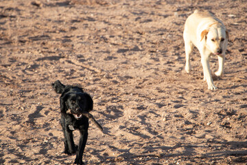 Aurora y Chapi