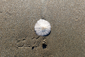 砂浜に落ちていたタコノマクラの殻