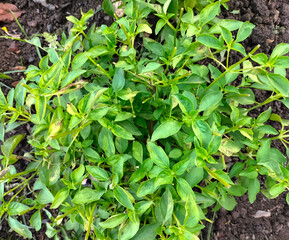 Selective focus. Green and healthy Genovese basil (Ocimum basilicum) seedling plant growing in organic garden soil close up.