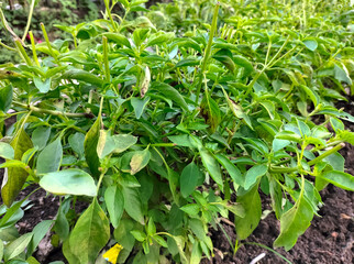 Obraz premium Selective focus. Green and healthy Genovese basil (Ocimum basilicum) seedling plant growing in organic garden soil close up.