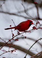 Cardinal in the Winter 