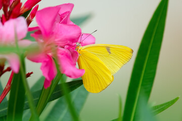 Orange sulphur butterfly is feeding on pink oleander flowers.