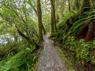 Photograph of a tourist walking track surrounded by lush natural rain forest foliage in Fiordland National Park on the South Island of New Zealand