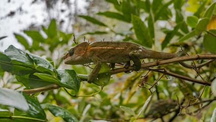 The chameleon was hiding in a tree among the foliage. He holds onto a branch tightly with his paws and looks attentively at the camera. Green-orange skin, long tail. Side view. Madagascar. 