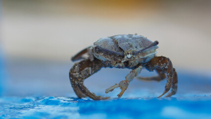 sand crab, close-up, blurred focus