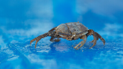 sand crab, close-up, blurred focus