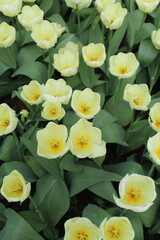Fototapeta premium yellow flowers in the garden