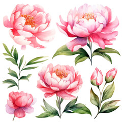 Watercolor Pink Peony Clipart Collection on a transparent background 