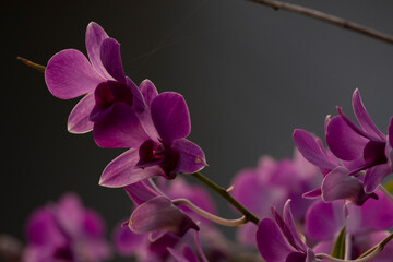 Cooktown Orchid (Dendrobium bigibbum) in Sri Lanka
