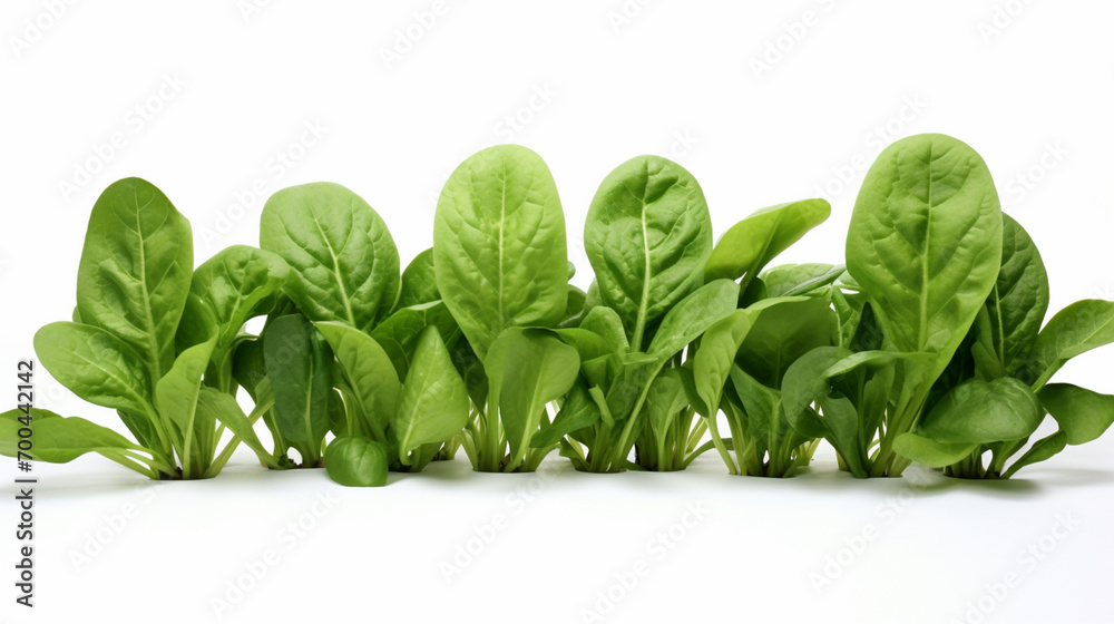 Wall mural Young Spinach Leaves Border. Fresh spinach leaves. Isolated on white background. AI Generative - Wall murals