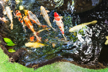 Koi fish in vibrant colors flowing movement, Japanese vibrant colors, Flowing movement in calming atmosphere
