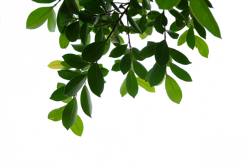 Tree branches and leaves isolated on transparent background