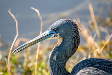 grey heron ardea cinerea