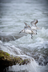 Seagulls playing in the surf at the beach