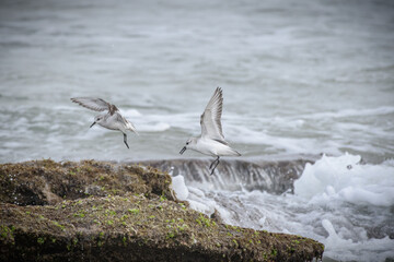 Seagulls playing in the surf at the beach