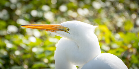 White/Snowy Egret/Heron