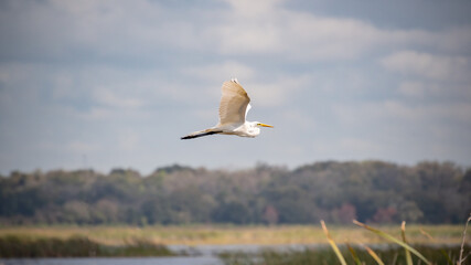 White/Snowy Egret/Heron