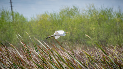 White/Snowy Egret/Heron