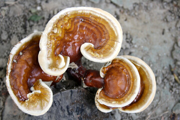 Lingzhi or Reishi mushroom (Ganoderma lucidum) growing on a dead wood : (pix Sanjiv Shukla)