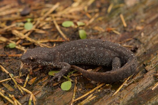 Closeup on a terrestrial European alpine newt, Ichthyosaura alpestris, sitting on the ground