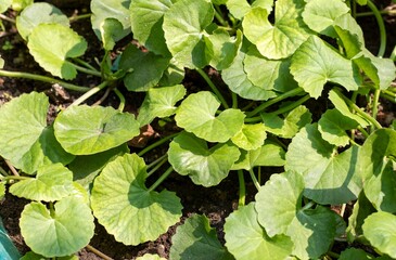 Top View of Gotu Kola or Centella Asiatica Plants with Leaves, Also Known as Indian Pennywort,...