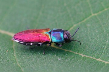 Closeup on a colorful European Mediterranean jewel beetle Anthaxia ignipennis sitting on a green leaf
