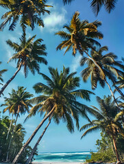 Fototapeta na wymiar palm tree on the beach, wallpaper 