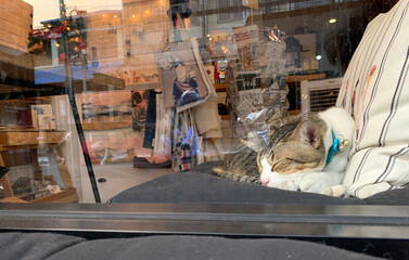 Fototapeta na wymiar tabby cat sleep near the window in cat cafe at Bangkok