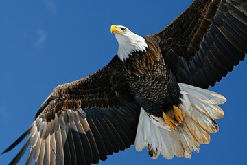 A majestic bald eagle soaring through a clear blue sky. Perfect for nature and wildlife themes