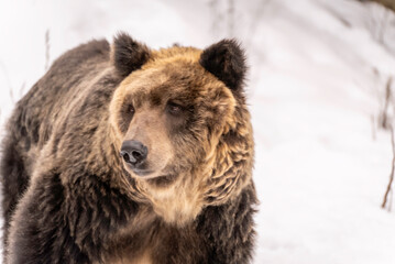 雪の中のエゾヒグマ