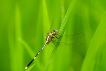 Green Dragonfly (Anisoptera) animal closeup 