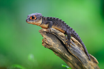 Red eyed crocodile skink (Tribolonotus Gracilis) animal closeup 