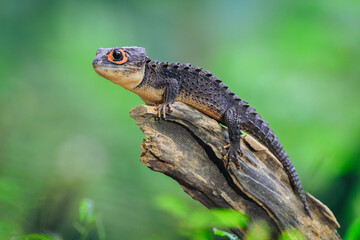 Red eyed crocodile skink (Tribolonotus Gracilis) animal closeup 