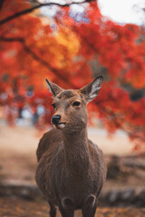 Deer in Nara Park
